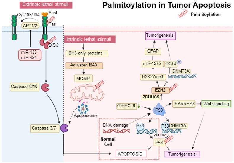 https://cdn.ncbi.nlm.nih.gov/pmc/blobs/df1c/10705081/d3c017d43c69/cancers-15-05503-g002.jpg