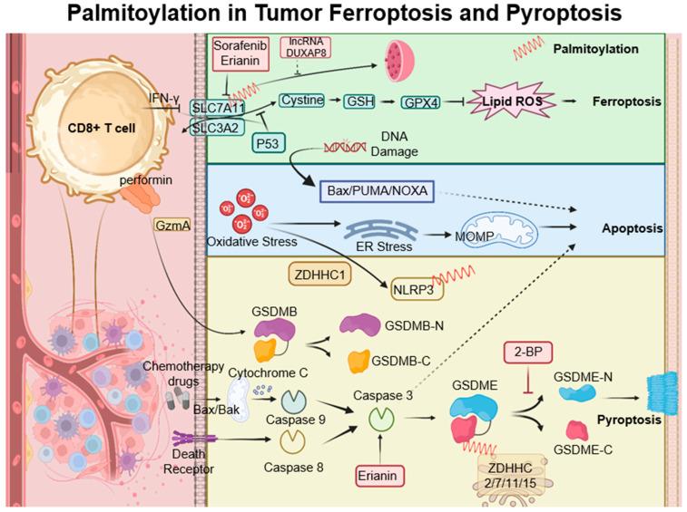 https://cdn.ncbi.nlm.nih.gov/pmc/blobs/df1c/10705081/f532c0937e79/cancers-15-05503-g004.jpg
