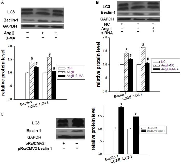https://cdn.ncbi.nlm.nih.gov/pmc/blobs/df1c/3541228/4aac8d744549/pone.0053950.g005.jpg