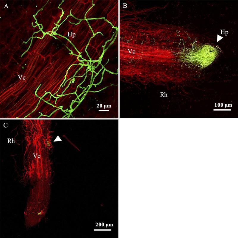 https://cdn.ncbi.nlm.nih.gov/pmc/blobs/df1d/8105020/0de3d08f6f24/AEM.02541-20-f0006.jpg