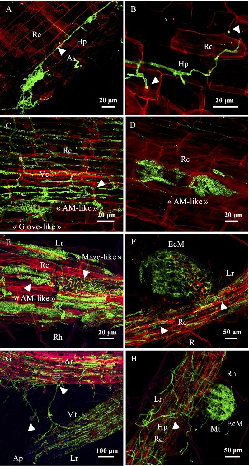 https://cdn.ncbi.nlm.nih.gov/pmc/blobs/df1d/8105020/ed2e343334e8/AEM.02541-20-f0007.jpg
