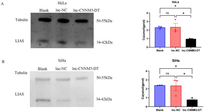 https://cdn.ncbi.nlm.nih.gov/pmc/blobs/df1f/12011582/63e05645ccd6/fonc-15-1571788-g008.jpg