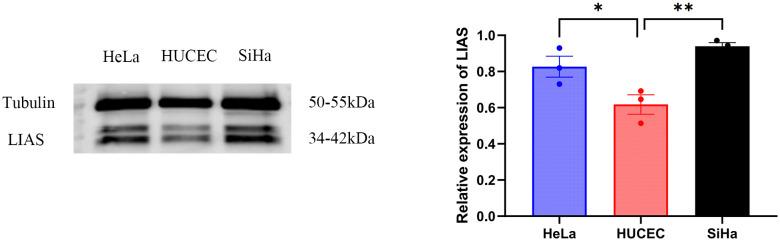 https://cdn.ncbi.nlm.nih.gov/pmc/blobs/df1f/12011582/6913b011bf5d/fonc-15-1571788-g004.jpg