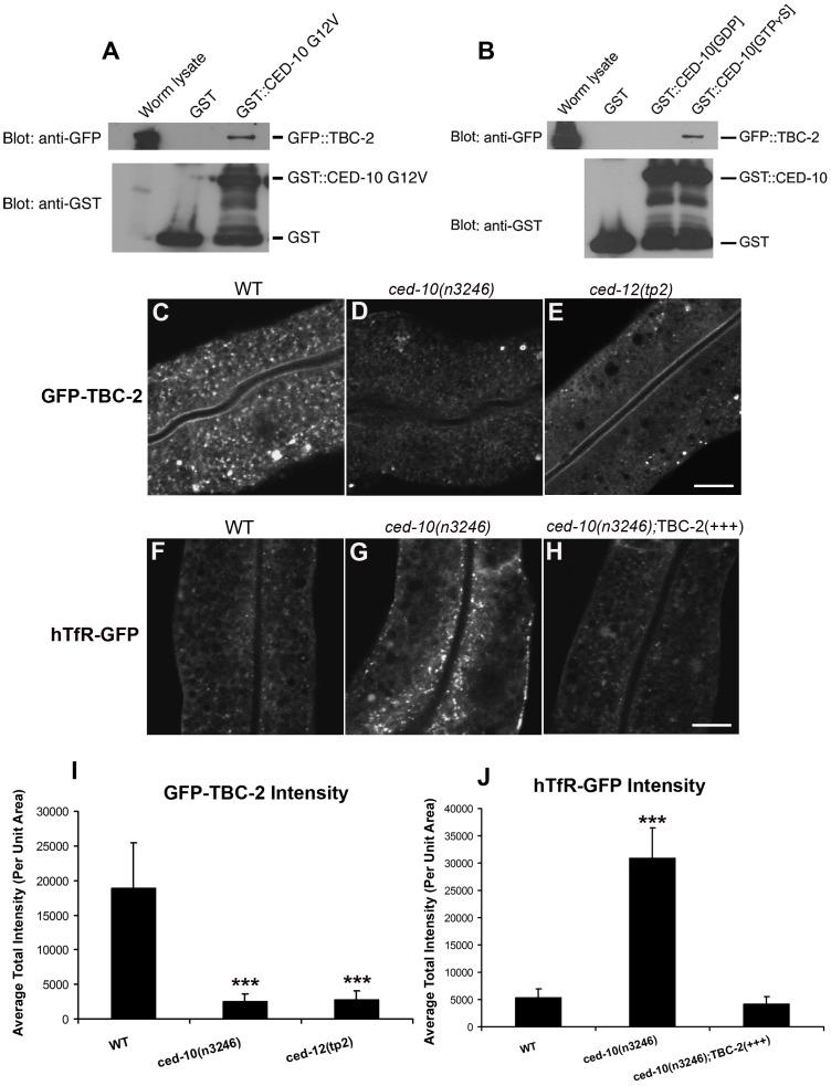 https://cdn.ncbi.nlm.nih.gov/pmc/blobs/df23/3395619/bf428e13fdf4/pgen.1002785.g004.jpg