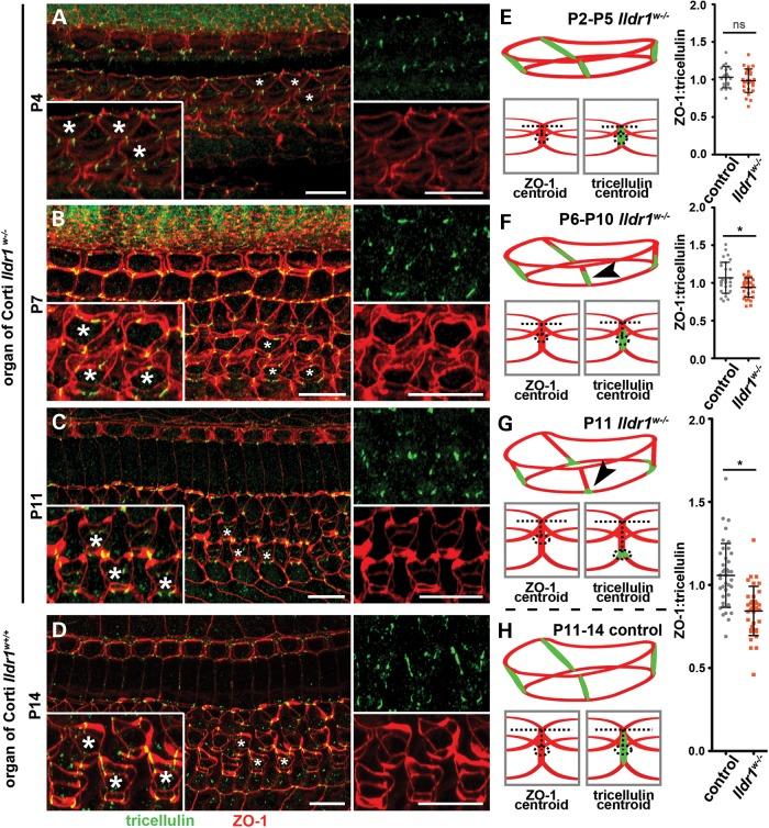 https://cdn.ncbi.nlm.nih.gov/pmc/blobs/df23/4291242/422bd2e1042e/ddu47407.jpg