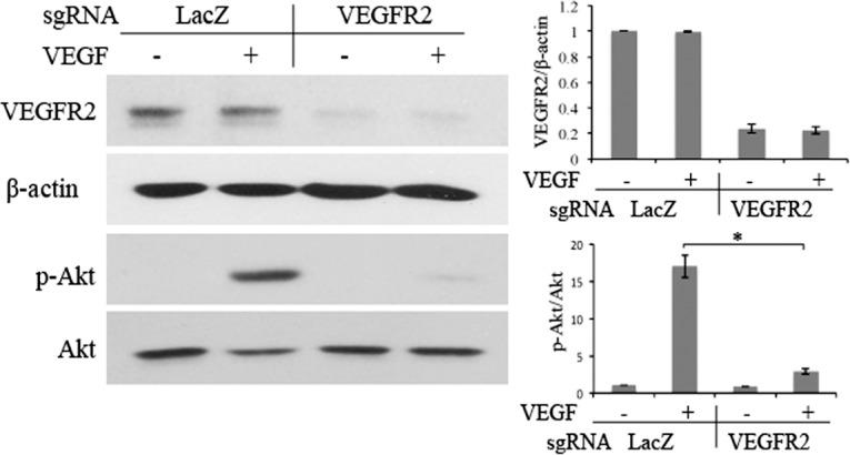 https://cdn.ncbi.nlm.nih.gov/pmc/blobs/df23/5714046/97435184e5e9/i1552-5783-58-14-6082-f04.jpg