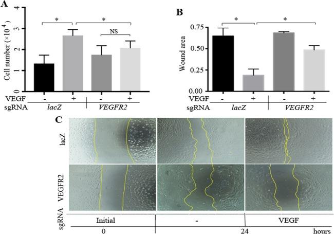 https://cdn.ncbi.nlm.nih.gov/pmc/blobs/df23/5714046/fd73448a8ebc/i1552-5783-58-14-6082-f05.jpg