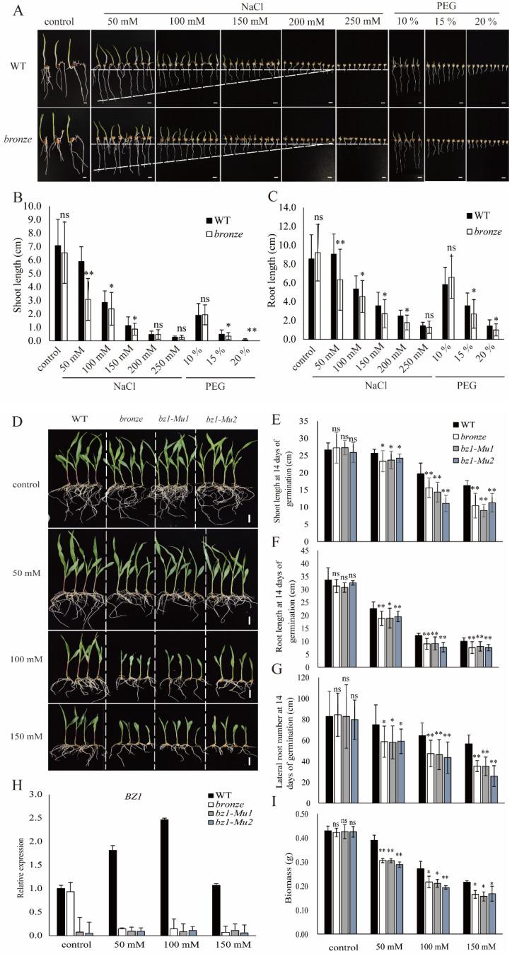 https://cdn.ncbi.nlm.nih.gov/pmc/blobs/df24/9783181/1c27ff6314f1/ijms-23-16123-g005.jpg