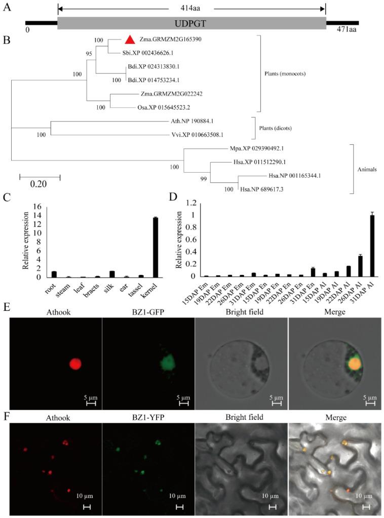 https://cdn.ncbi.nlm.nih.gov/pmc/blobs/df24/9783181/8bfcece391e9/ijms-23-16123-g003.jpg