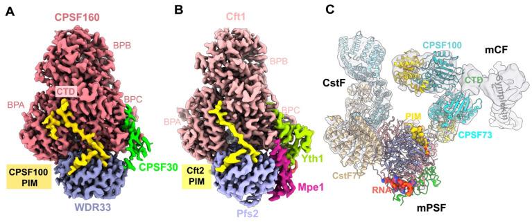 https://cdn.ncbi.nlm.nih.gov/pmc/blobs/df27/9570436/20c9d4e8c200/ijms-23-10985-g004.jpg