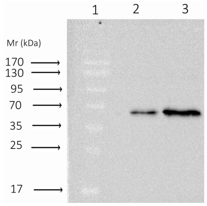 https://cdn.ncbi.nlm.nih.gov/pmc/blobs/df2b/7022712/a139aea8cbb1/biomolecules-10-00008-g0A1.jpg
