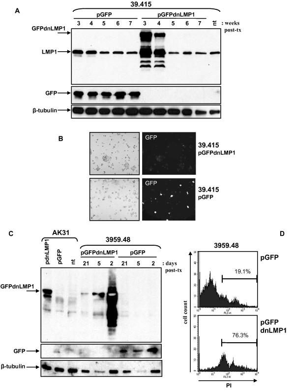 https://cdn.ncbi.nlm.nih.gov/pmc/blobs/df2f/2913984/3052b69454b0/1476-4598-9-184-5.jpg