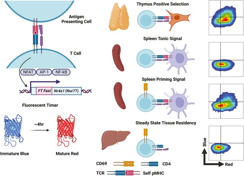 https://cdn.ncbi.nlm.nih.gov/pmc/blobs/df32/10917201/ad198c846ffd/kyac009_fig4.jpg