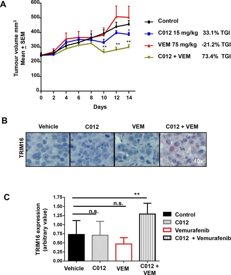https://cdn.ncbi.nlm.nih.gov/pmc/blobs/df35/5239542/6754b66984d3/oncotarget-07-52166-g005.jpg
