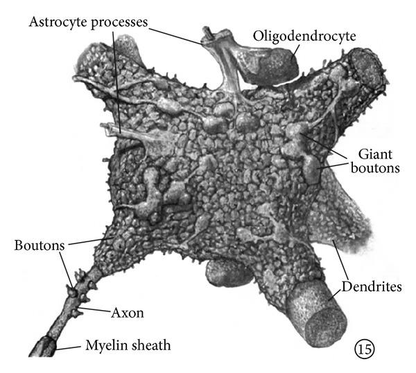 https://cdn.ncbi.nlm.nih.gov/pmc/blobs/df36/4026875/7b0aa30bb370/BMRI2014-472459.001.jpg