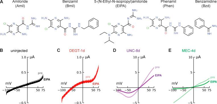 https://cdn.ncbi.nlm.nih.gov/pmc/blobs/df3b/7933985/54d61e02f11a/JGP_202012655_Fig2.jpg