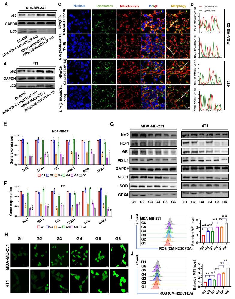https://cdn.ncbi.nlm.nih.gov/pmc/blobs/df3c/12374548/b0f29e6328c8/thnov15p7973g004.jpg