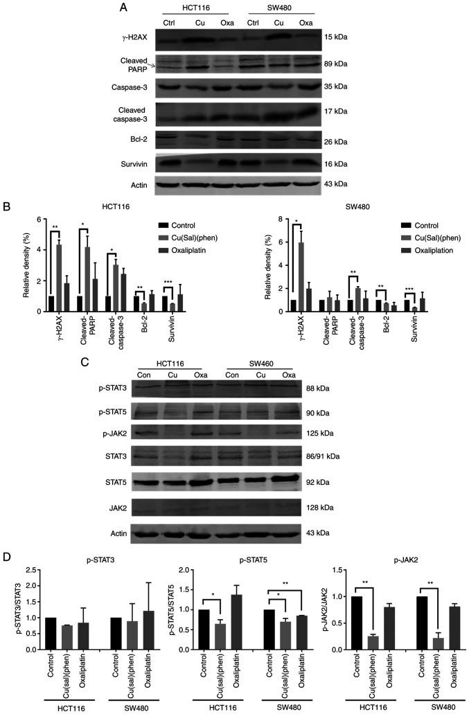 https://cdn.ncbi.nlm.nih.gov/pmc/blobs/df3d/10394729/a2d9a3515a81/or-50-03-08607-g03.jpg