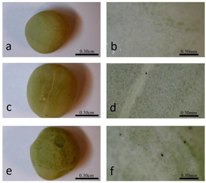 https://cdn.ncbi.nlm.nih.gov/pmc/blobs/df4e/11276944/0be36526ecf5/ijms-25-07901-g003.jpg