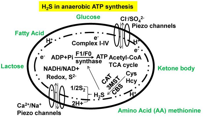 https://cdn.ncbi.nlm.nih.gov/pmc/blobs/df4e/11506100/84b719f66c1b/antioxidants-13-01225-g004.jpg