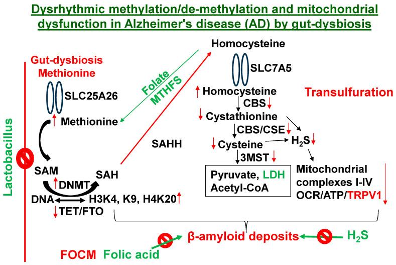 https://cdn.ncbi.nlm.nih.gov/pmc/blobs/df4e/11506100/fdab0b423d25/antioxidants-13-01225-g006.jpg