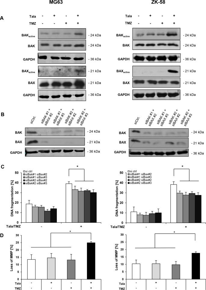 https://cdn.ncbi.nlm.nih.gov/pmc/blobs/df4e/5564725/52fc6a8a7535/oncotarget-08-48794-g006.jpg