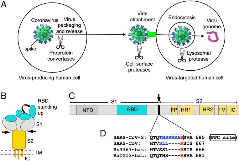 https://cdn.ncbi.nlm.nih.gov/pmc/blobs/df51/7260975/0fcfe94988a4/pnas.2003138117fig01.jpg