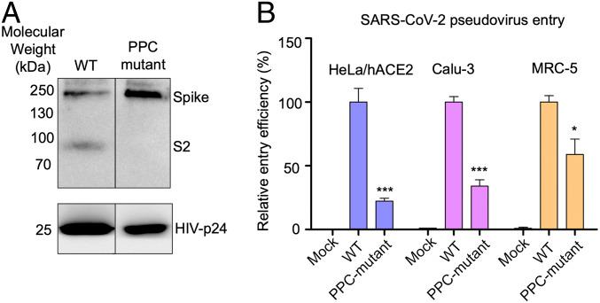 https://cdn.ncbi.nlm.nih.gov/pmc/blobs/df51/7260975/830e4a12b335/pnas.2003138117fig02.jpg