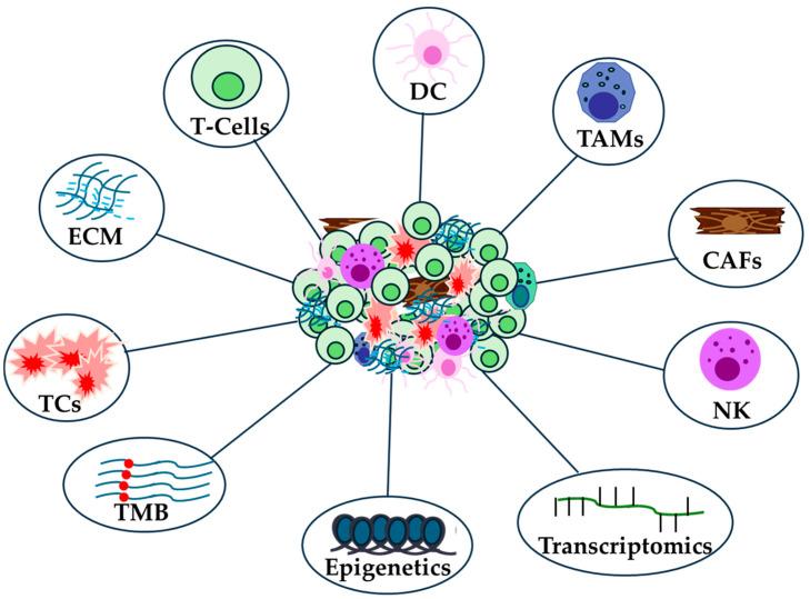 https://cdn.ncbi.nlm.nih.gov/pmc/blobs/df53/11818137/07e094609b7a/ijms-26-01235-g001.jpg