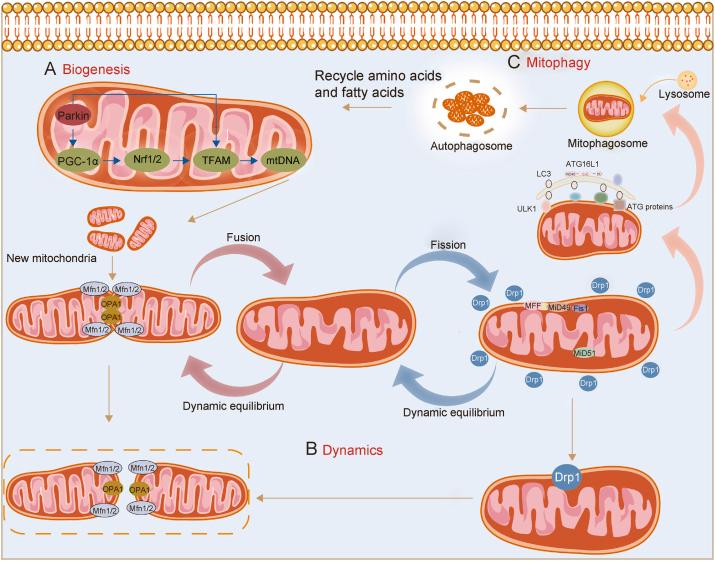 https://cdn.ncbi.nlm.nih.gov/pmc/blobs/df53/12032916/5e4984fef606/gr1.jpg