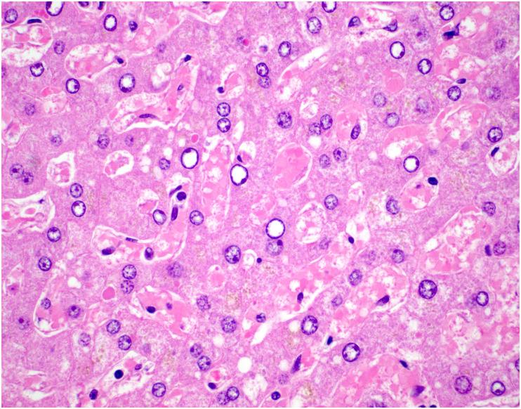 https://cdn.ncbi.nlm.nih.gov/pmc/blobs/df53/9288242/88c14a6d950b/gr13_lrg.jpg