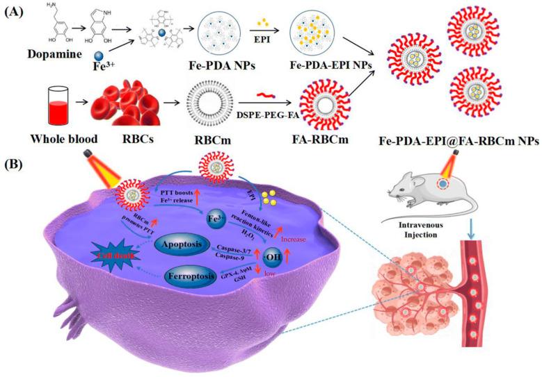 https://cdn.ncbi.nlm.nih.gov/pmc/blobs/df56/10536994/ad1e239cb00b/pharmaceutics-15-02337-g014.jpg