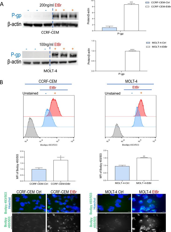 https://cdn.ncbi.nlm.nih.gov/pmc/blobs/df57/12079967/2da89a8d79c6/12967_2025_6423_Fig3_HTML.jpg