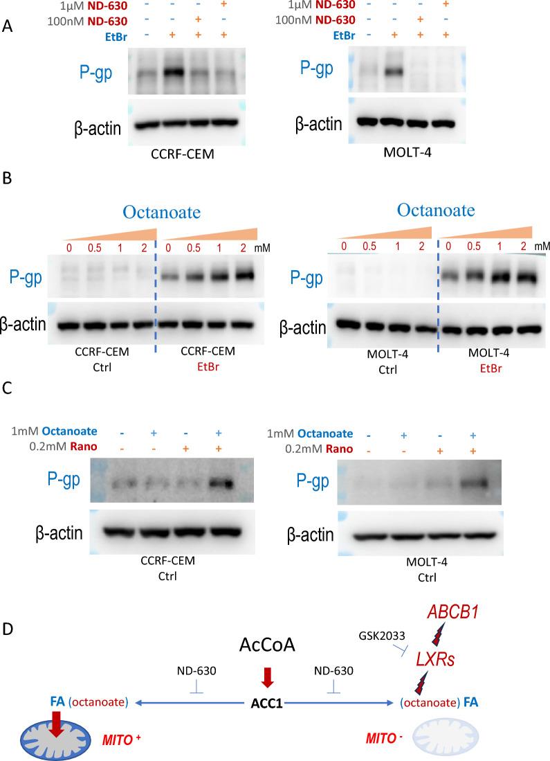 https://cdn.ncbi.nlm.nih.gov/pmc/blobs/df57/12079967/a8e4cb65800c/12967_2025_6423_Fig4_HTML.jpg