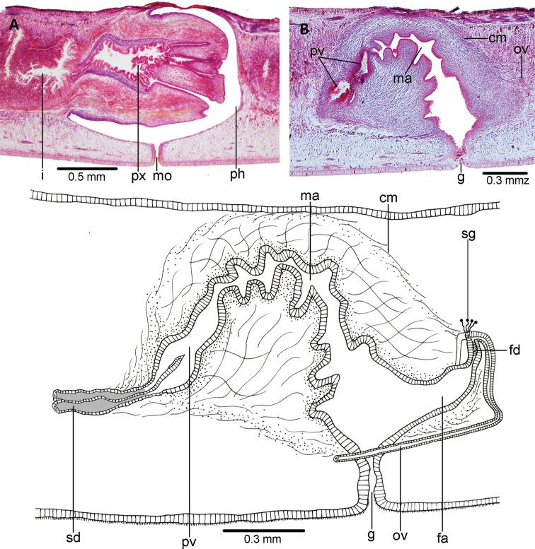 https://cdn.ncbi.nlm.nih.gov/pmc/blobs/df57/7892534/c1a85a51a1a4/zookeys-1016-001-g004.jpg