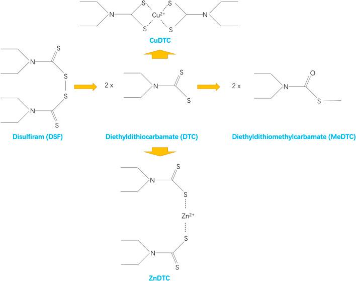 https://cdn.ncbi.nlm.nih.gov/pmc/blobs/df58/9448899/3890b15e1dd2/fphar-13-933655-g001.jpg
