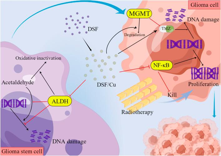https://cdn.ncbi.nlm.nih.gov/pmc/blobs/df58/9448899/c8130755581d/fphar-13-933655-g002.jpg