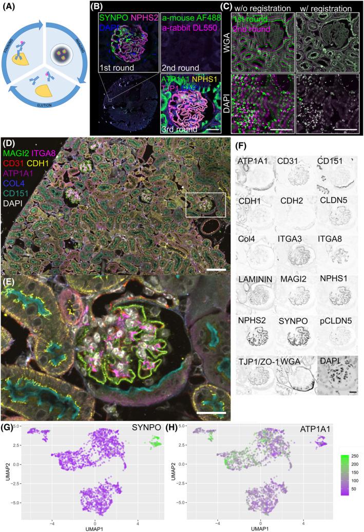 https://cdn.ncbi.nlm.nih.gov/pmc/blobs/df5a/11436374/eab6537cfa0d/JCMM-28-e70066-g002.jpg