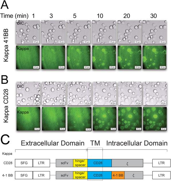 https://cdn.ncbi.nlm.nih.gov/pmc/blobs/df5f/7446110/cdb78b6b2a85/12964_2020_617_Fig5_HTML.jpg