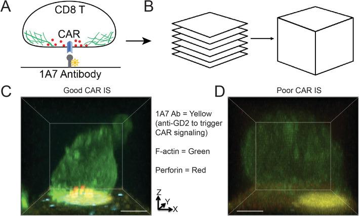 https://cdn.ncbi.nlm.nih.gov/pmc/blobs/df5f/7446110/fa076cb205d3/12964_2020_617_Fig1_HTML.jpg