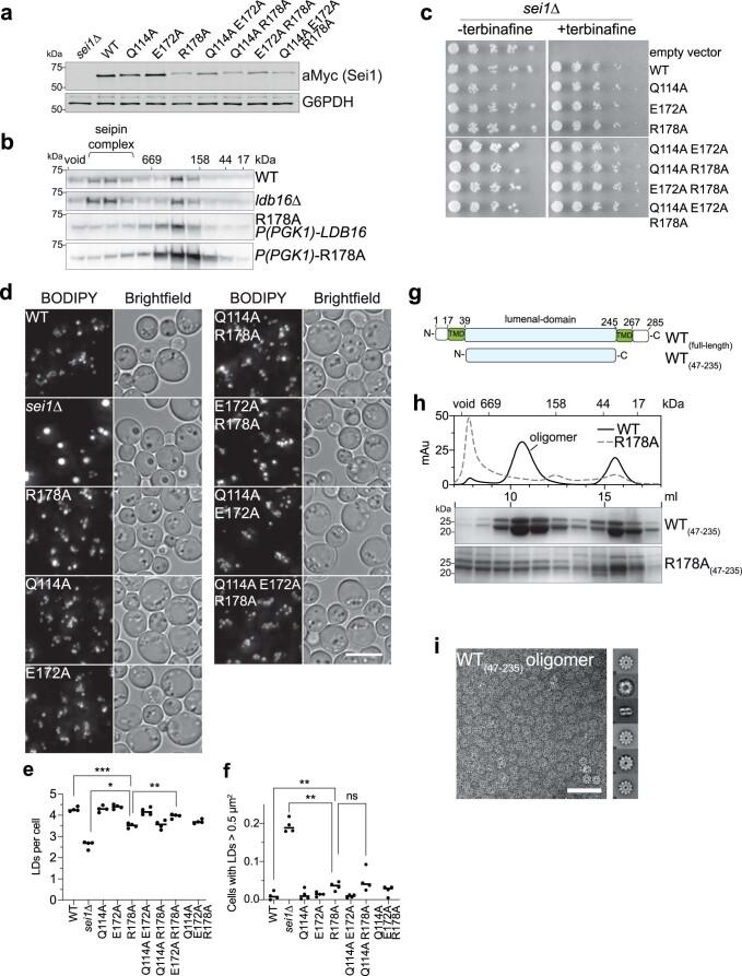 https://cdn.ncbi.nlm.nih.gov/pmc/blobs/df61/8930772/5ba52f307d3b/41594_2021_718_Fig9_ESM.jpg