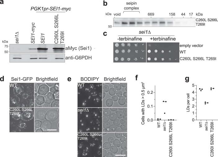 https://cdn.ncbi.nlm.nih.gov/pmc/blobs/df61/8930772/b2d190dd7847/41594_2021_718_Fig10_ESM.jpg