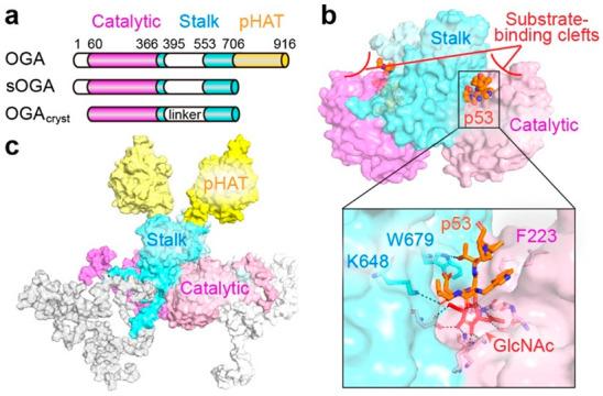https://cdn.ncbi.nlm.nih.gov/pmc/blobs/df62/9600386/6d2355a806c1/cancers-14-05135-g003.jpg