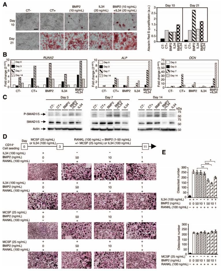 https://cdn.ncbi.nlm.nih.gov/pmc/blobs/df63/11898274/1dd1e412162c/thnov15p3185g003.jpg