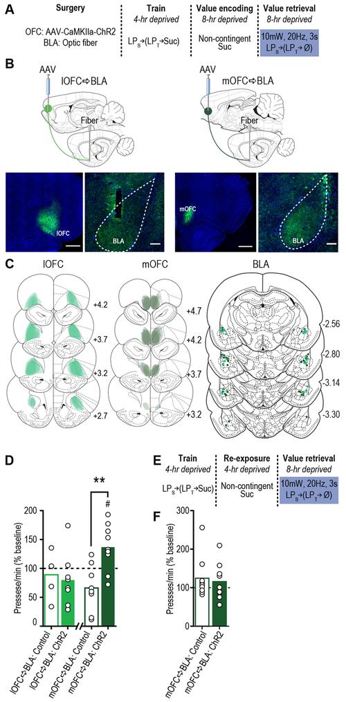 https://cdn.ncbi.nlm.nih.gov/pmc/blobs/df63/6486448/de34f38f4490/nihms-1523025-f0005.jpg