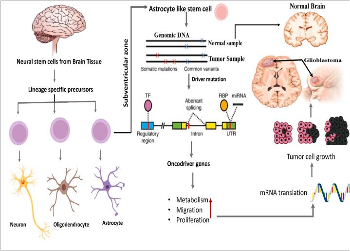 https://cdn.ncbi.nlm.nih.gov/pmc/blobs/df67/11791140/f704626cc90a/gr1.jpg
