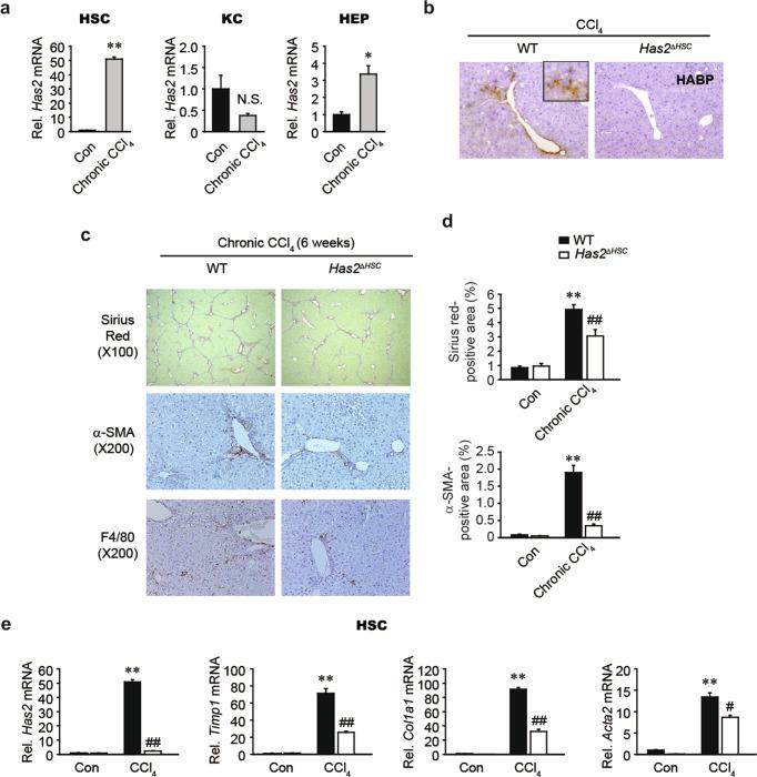 https://cdn.ncbi.nlm.nih.gov/pmc/blobs/df67/9256637/ba2a6ca6e3e4/12276_2022_781_Fig7_HTML.jpg