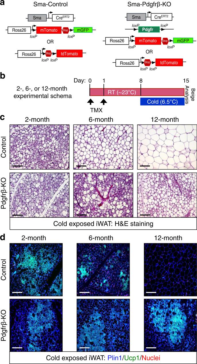 https://cdn.ncbi.nlm.nih.gov/pmc/blobs/df6b/10066302/d82c5e6f8a26/41467_2023_37386_Fig2_HTML.jpg