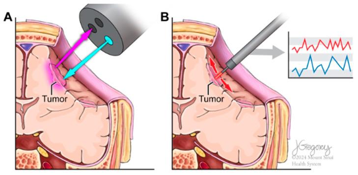 https://cdn.ncbi.nlm.nih.gov/pmc/blobs/df6b/11505268/75882fc6f8bc/biomedicines-12-02363-g001.jpg