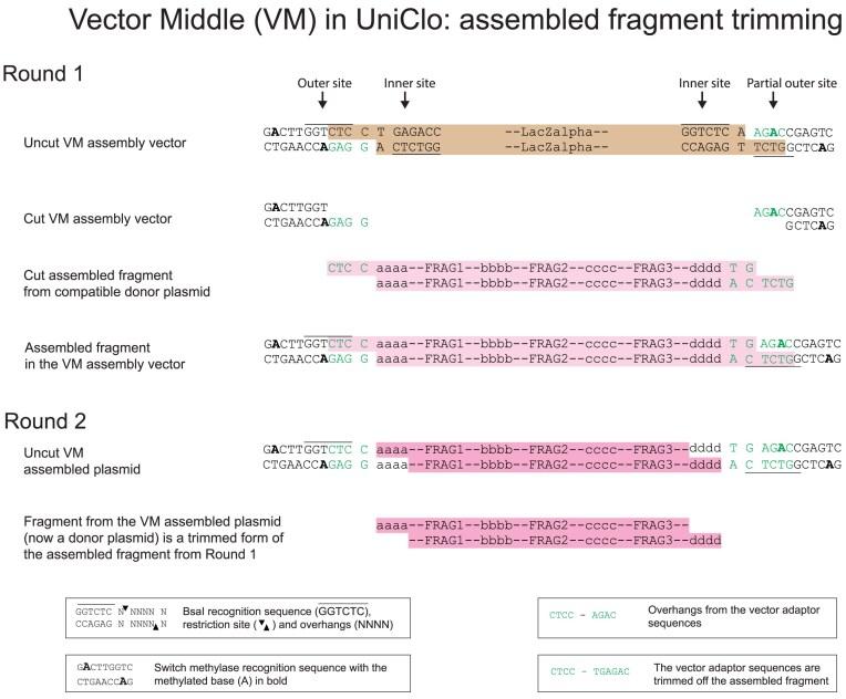 https://cdn.ncbi.nlm.nih.gov/pmc/blobs/df6b/12205989/35357794c0c4/gkaf548fig5.jpg
